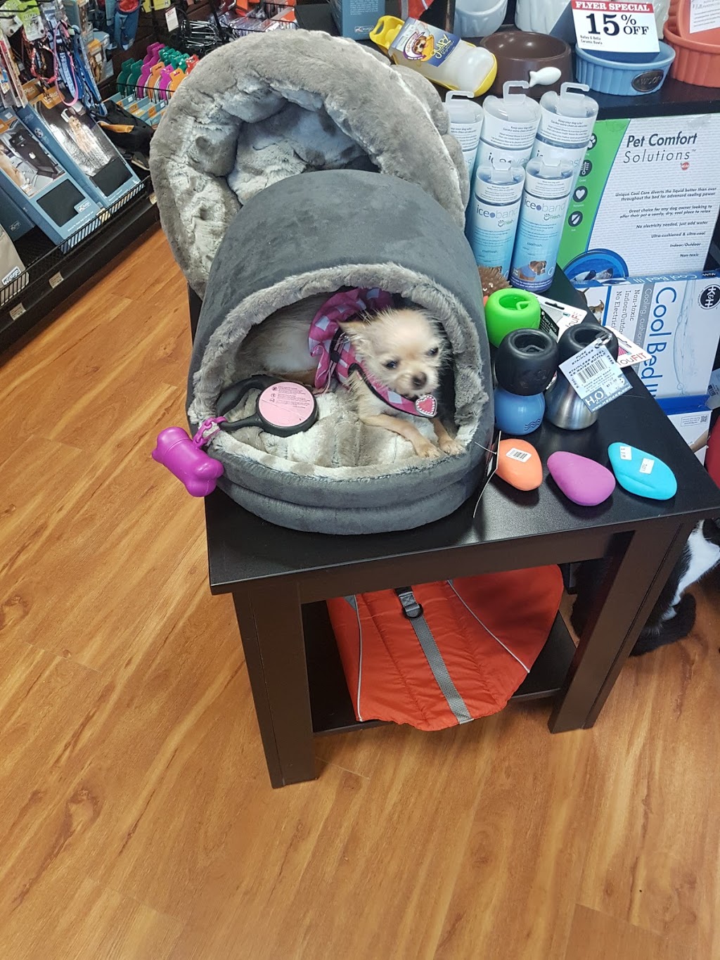 Pet Valu | 165 Mitchell Rd S, Listowel, ON N4W 3K9, Canada | Phone: (519) 291-2050