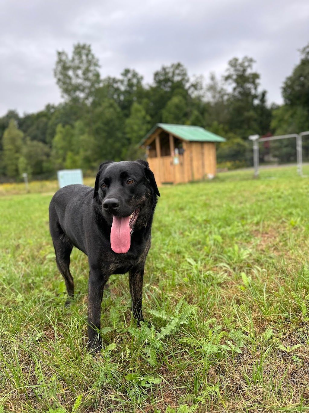 Country Canines Play Park - London | Wonderland Road South and, ON-402, London, ON N6P 1G5, Canada | Phone: (613) 878-2309