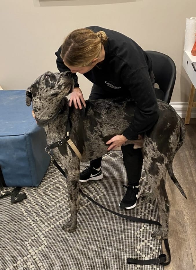 Connection Chiropractic | 143 Albert St, Stratford, ON N5A 3K5, Canada | Phone: (519) 305-8700