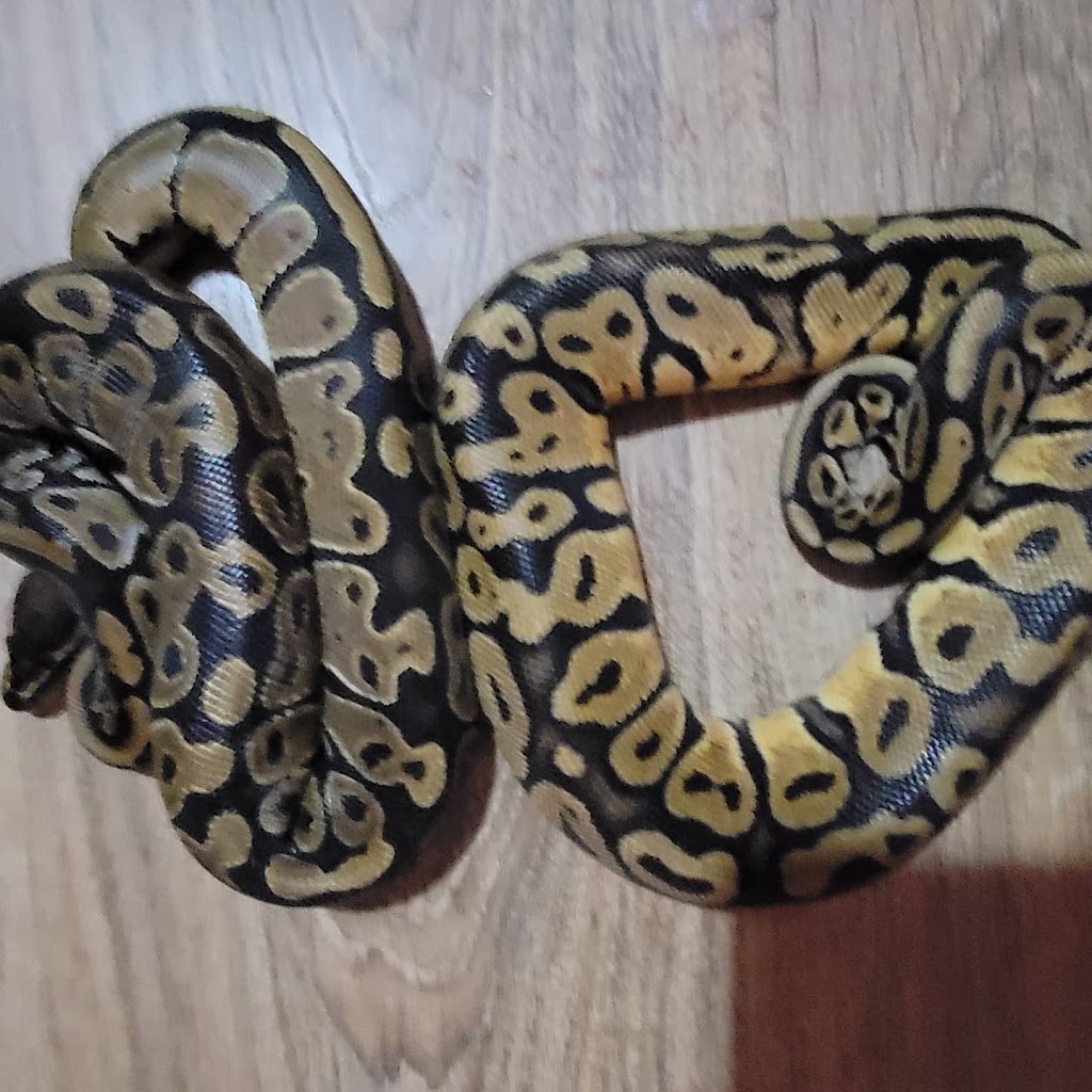 Mackinnon Reptiles | 182 Foster St, Berwick, NS B0P 1E0, Canada | Phone: (902) 691-0455