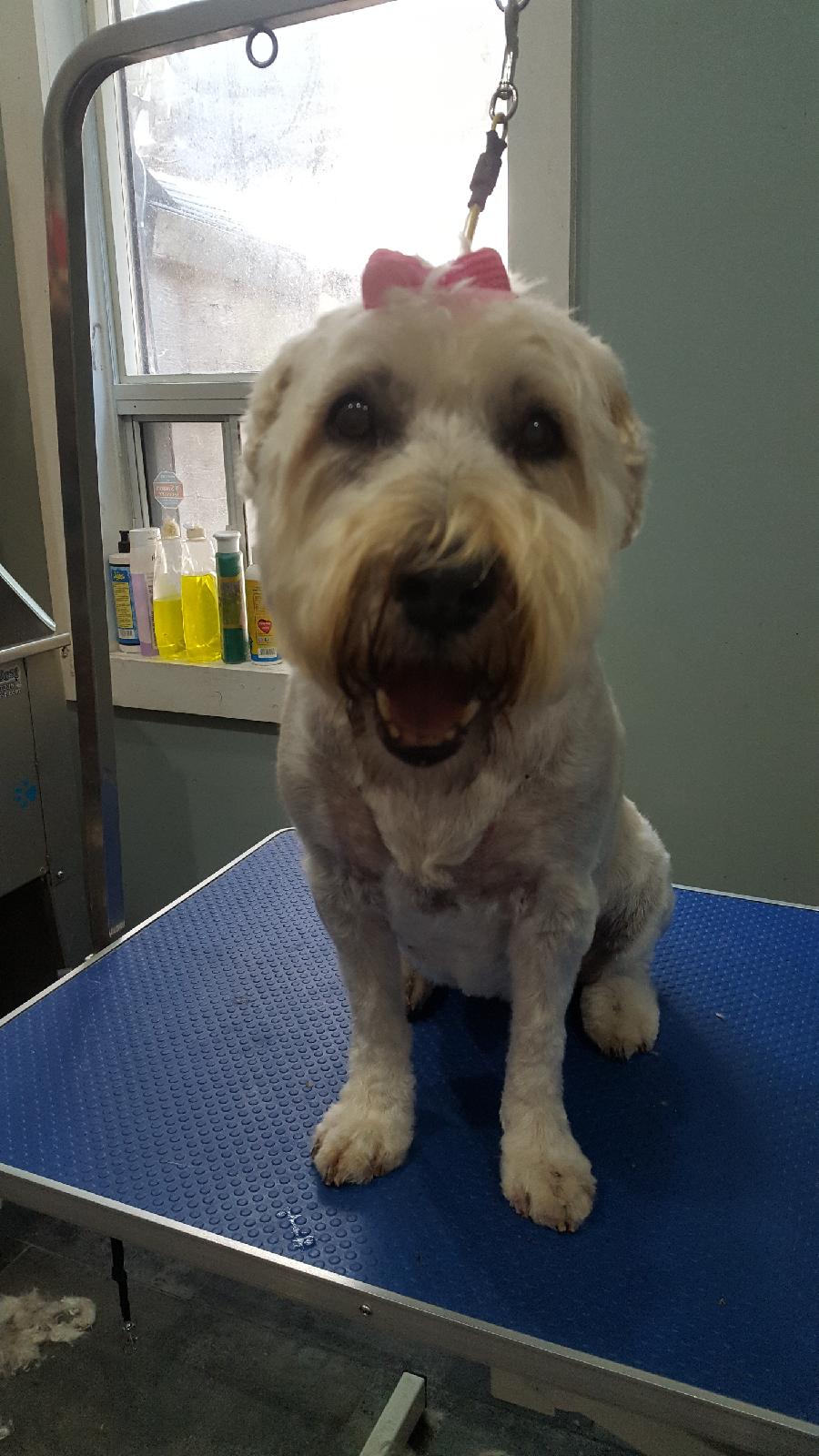 No Bones About It | 155 Main St, Toronto, ON M4E 2V9, Canada | Phone: (416) 474-4495