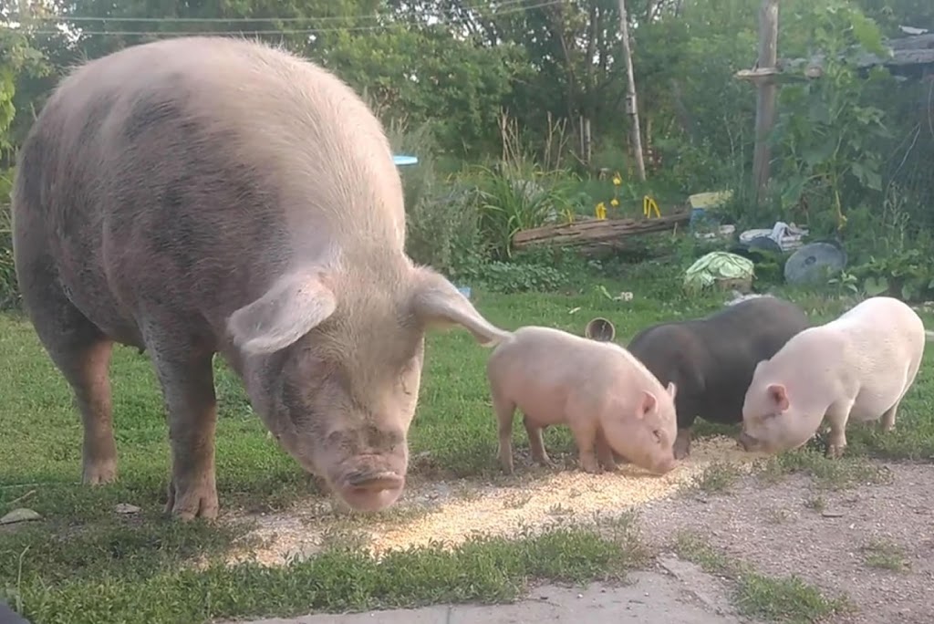 Kamp Kiki Animal Sanctuary | 782 Shannon Rd, Plainfield, ON K0K 2V0, Canada | Phone: (613) 391-9417