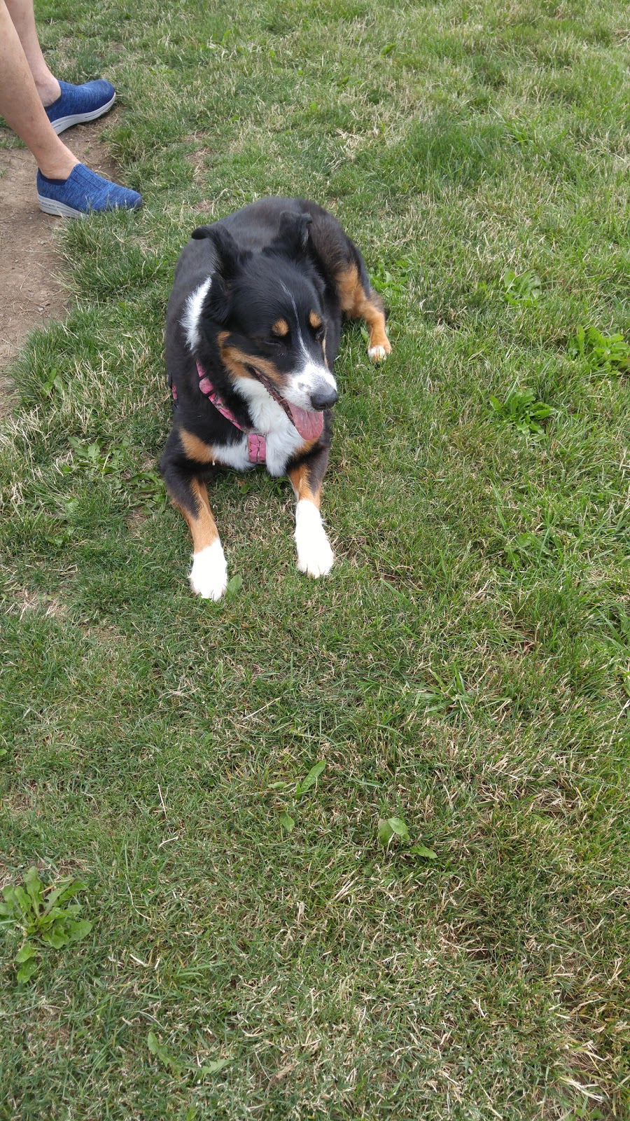 Lewiston Dog Park | Lewiston, NY 14092, USA | Phone: (716) 754-7766