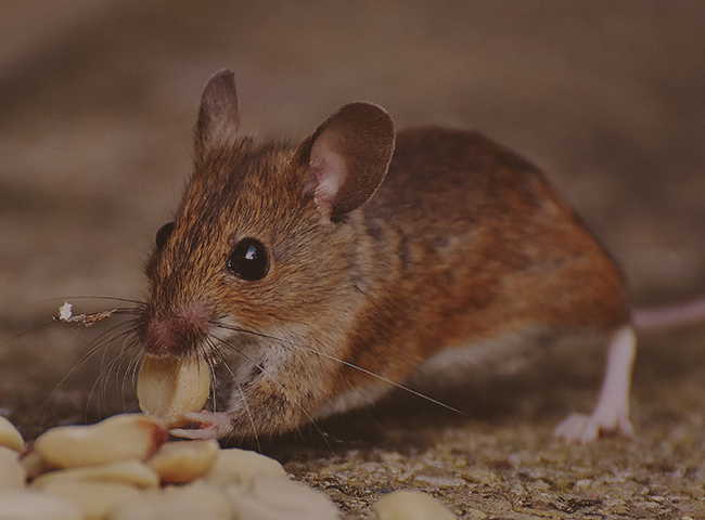 Canadian Pest Solutions | 40 Azar Ave, Tilbury, ON N0P 2L0, Canada | Phone: (866) 256-8693