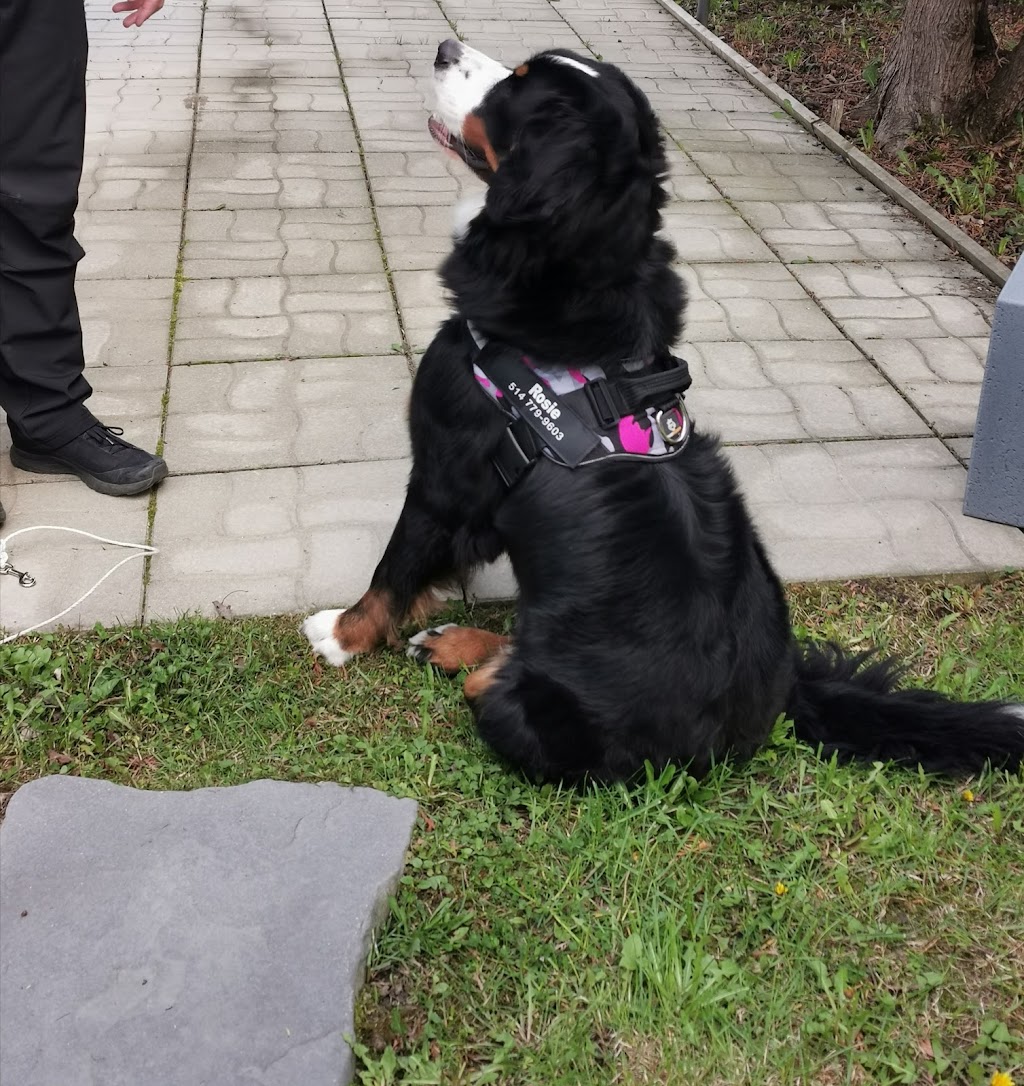Joëlle Hamelin, intervenante en comportement canin | 269 Rue Jacques-Cartier S, Saint-Jean-sur-Richelieu, QC J3B 4J8, Canada | Phone: (514) 668-0950
