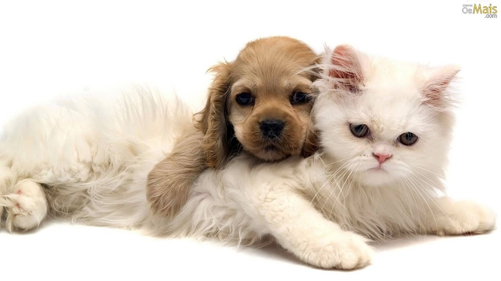 Royal Parkside Animal Hospital | 750 Big Bay Point Rd, Barrie, ON L4M 4S6, Canada | Phone: (705) 503-7724