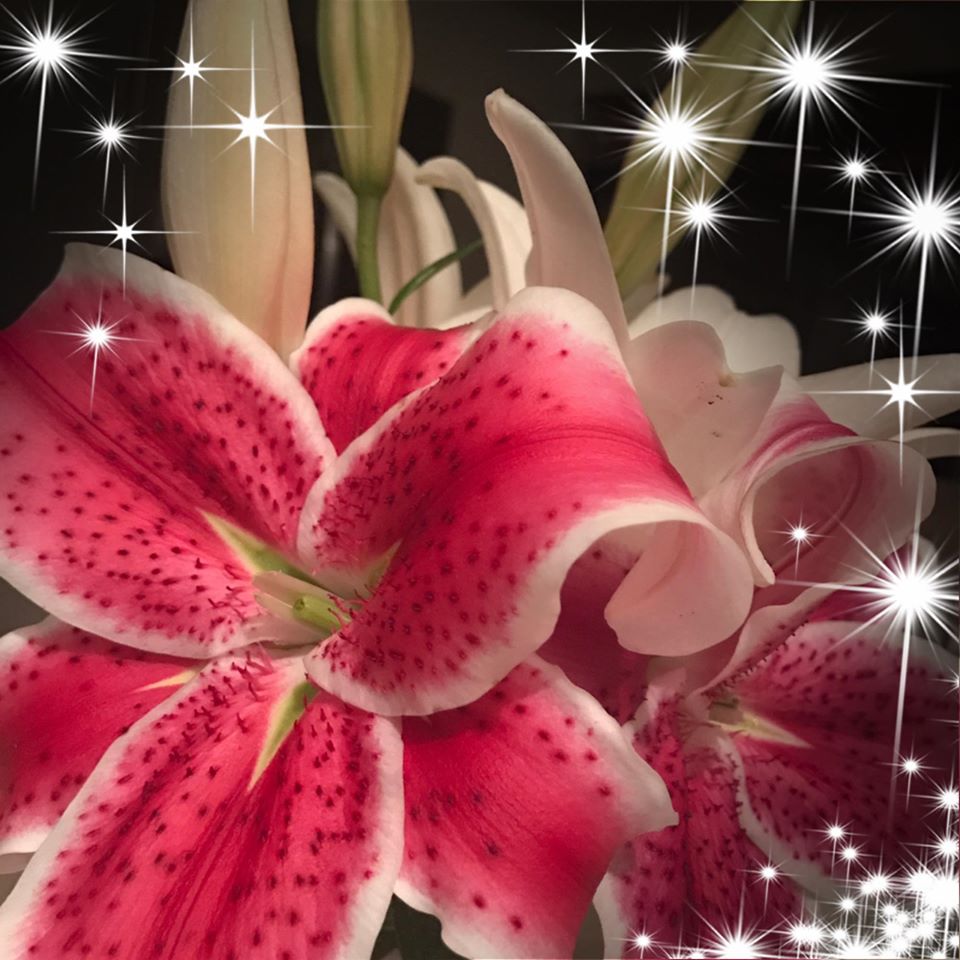 Cedar Ridge Greenhouse | Box 130, Saint Benedict, SK S0K 3T0, Canada | Phone: (306) 231-9081