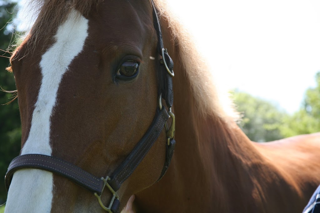 Cambrian Equestrian Centre | Windy Hill Farm, 1046 Ramsay Concession 8, Carleton Place, ON K7C 3P1, Canada | Phone: (613) 302-8821