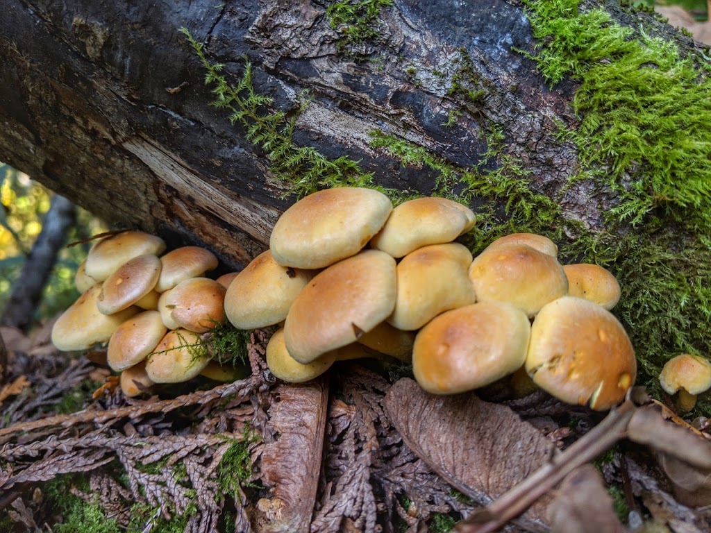 North Lake Whatcom Trail | Bellingham, WA 98226, USA | Phone: (360) 778-5850