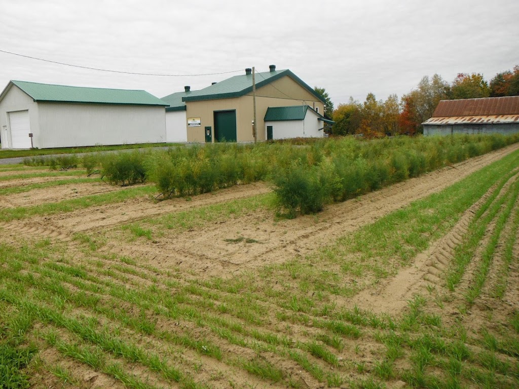 Asperges Primera | 1550 Rang St Albert, Saint-Thomas, QC J0K 3L0, Canada | Phone: (450) 803-6261