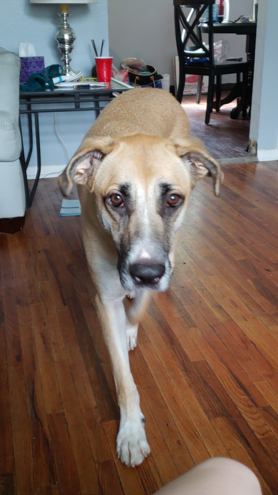SPCA Serving Erie County | 300 Harlem Rd, West Seneca, NY 14224, USA | Phone: (716) 875-7360