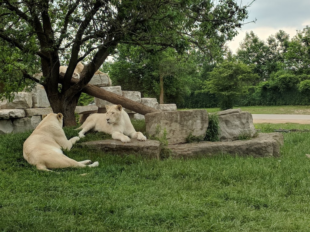 Timbavati White Lion Country | Flamborough, Hamilton, ON N1R 5S2, Canada