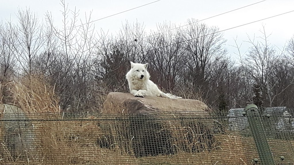 Arctic Wolf Exhibit | 2000 Meadowvale Rd, Scarborough, ON M1B 5K7, Canada | Phone: (416) 392-5929