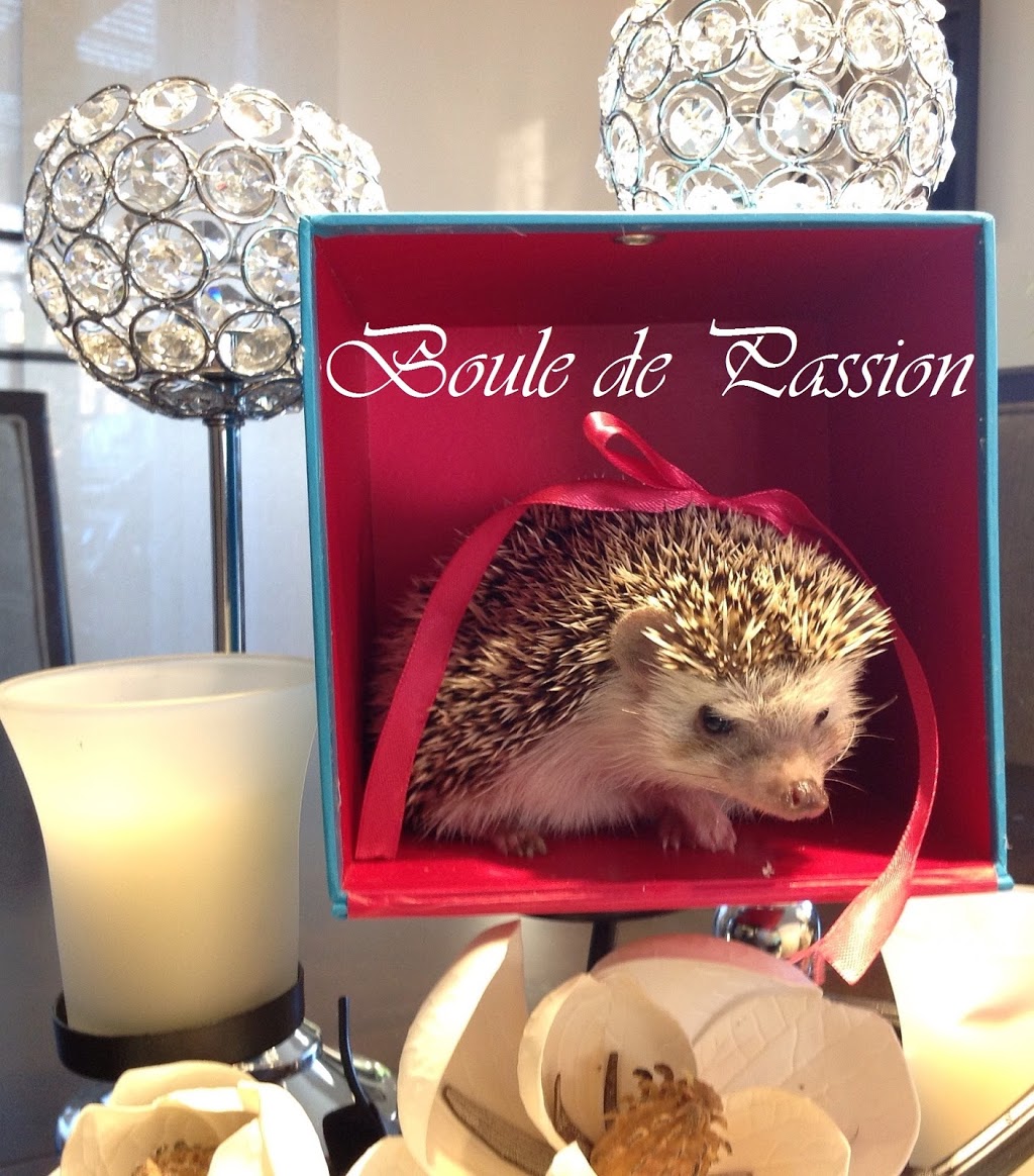 AA - Élevage hérisson Boule de Passion | Boulevard Cadieux, Beauharnois, QC J6N 0R4, Canada | Phone: (514) 269-5544