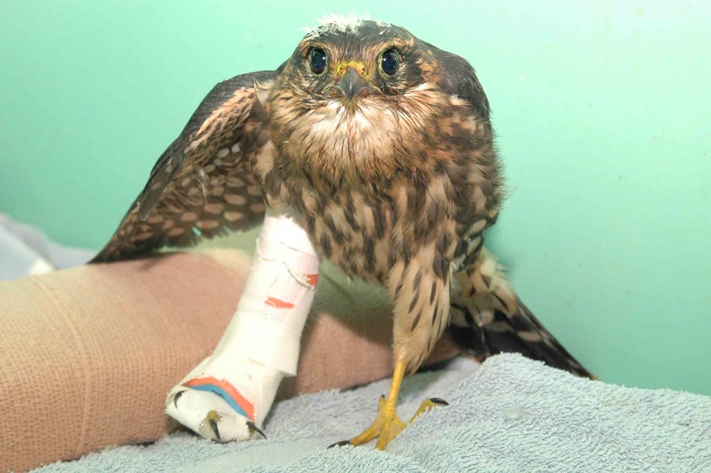 Woodlands Wildlife Sanctuary | 2146 Duck Lake Rd, Minden, ON K0M 2K0, Canada | Phone: (705) 286-1133
