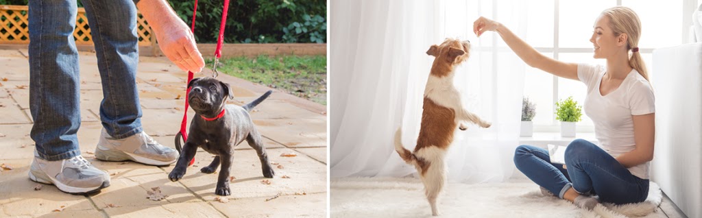 Urban Dog Products Inc. | 222 Islington Ave, Etobicoke, ON M8V 3W7, Canada | Phone: (416) 792-3048