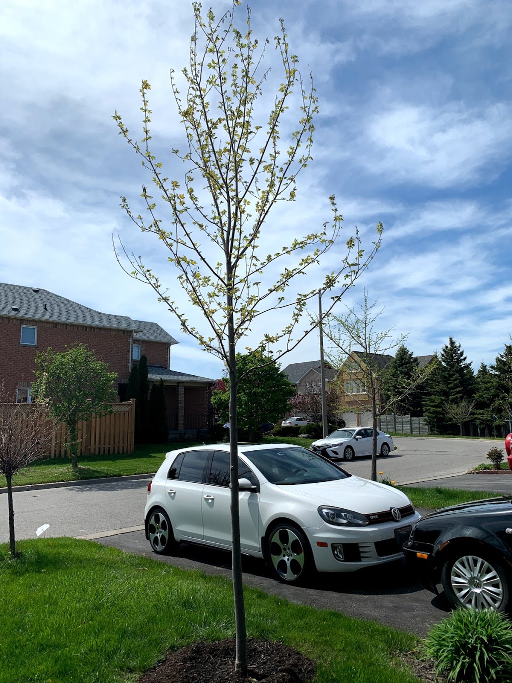 Caledon Treeland | 15316 Mt Wolfe Rd, Bolton, ON L7E 3N7, Canada | Phone: (905) 880-1828