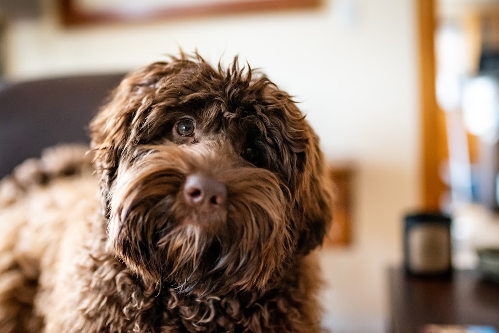 Curated Canines | 7329 Alberta Pl, Duncan, BC V9L 5W8, Canada | Phone: (250) 597-3099