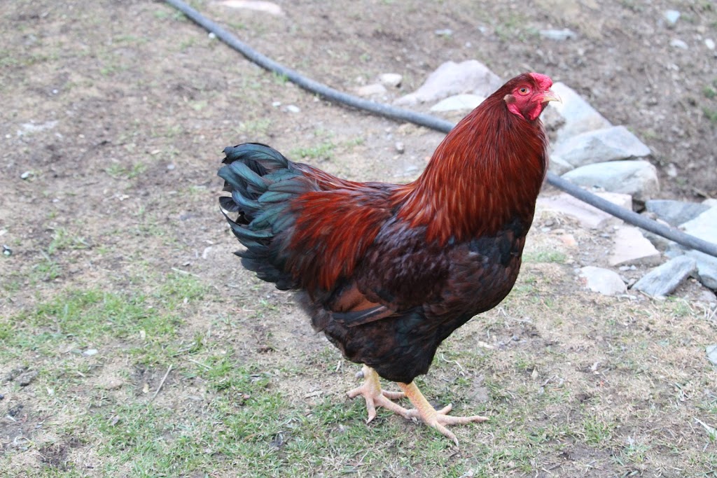 Northleaf Farms | 176 Chemin Brosseau, Saint-Joachim-de-Shefford, QC J0E 2G0, Canada | Phone: (579) 439-8322