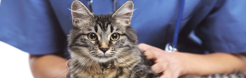 Dr. Eve Biron inc veterinary clinic. | 40 Rue Bégin, Drummondville, QC J2B 2T8, Canada | Phone: (819) 478-1838