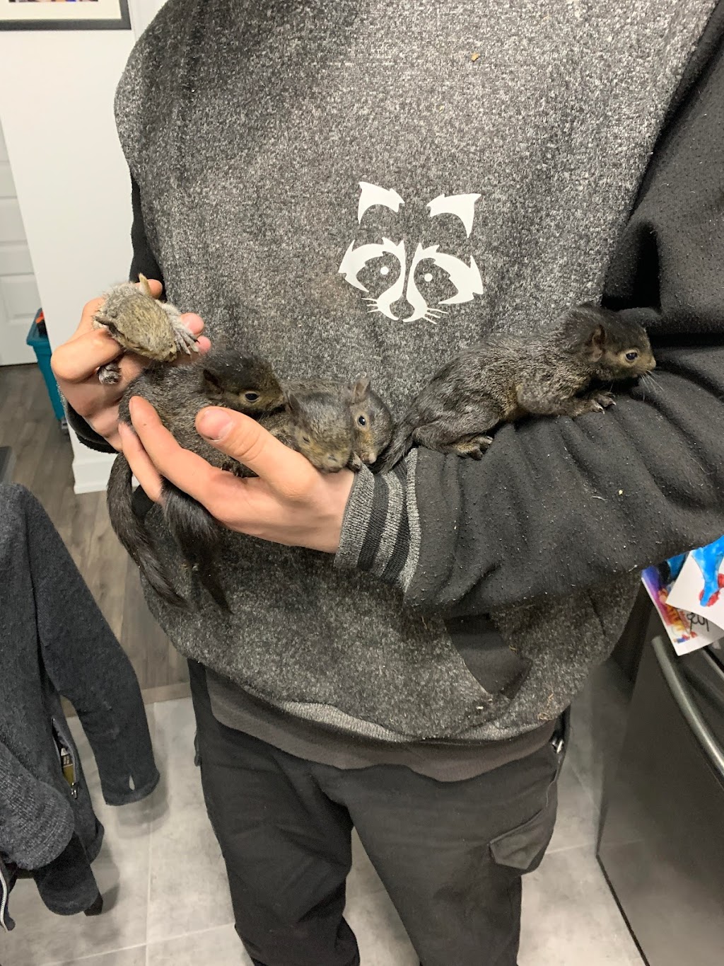Extermination Wildlife Outaouais Inc | 225 Rue Principale #6, Saint-André-Avellin, QC J0V 1W0, Canada | Phone: (819) 968-5797