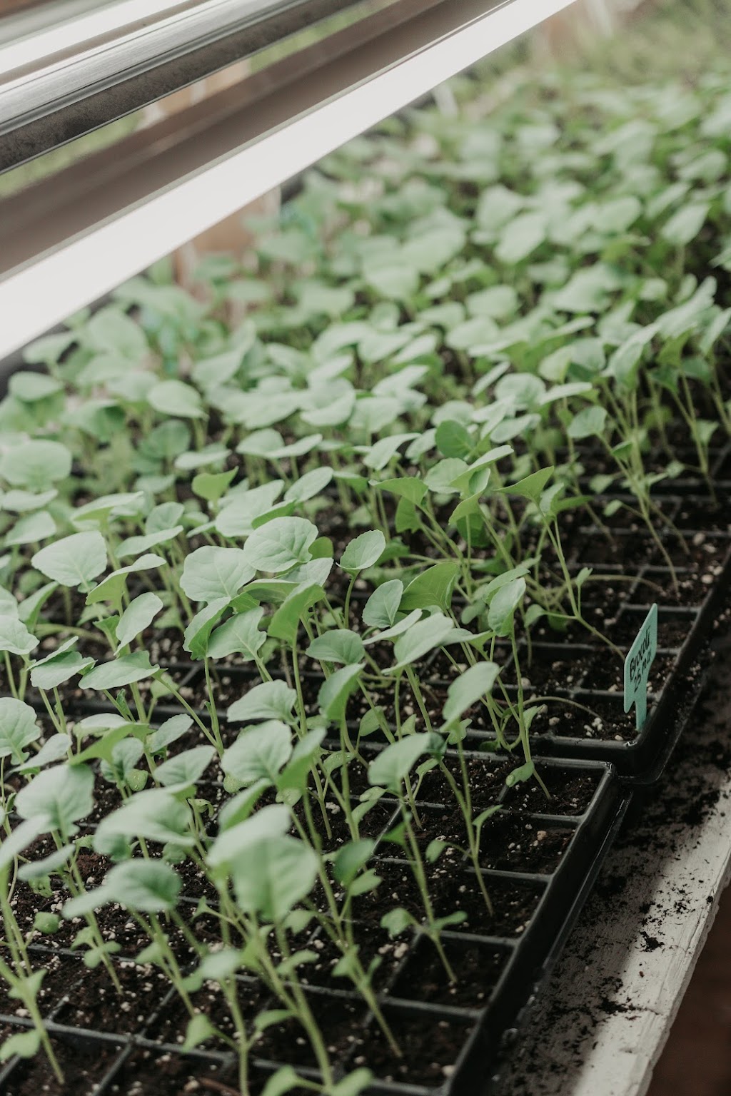 Les Jardins Biorégal Inc. | 504 5e Rang S, East Broughton, QC G0N 1G0, Canada | Phone: (418) 333-3669