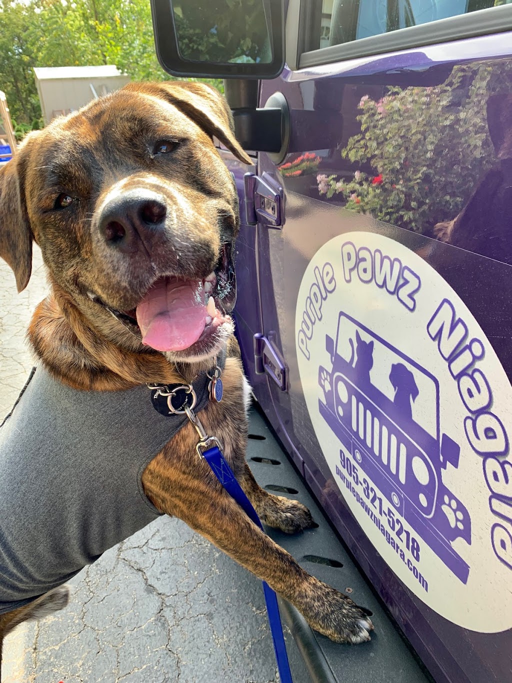 Purple Pawz Niagara | 6920 Courtney Crescent, Niagara Falls, ON L2H 0A4, Canada | Phone: (905) 321-5218