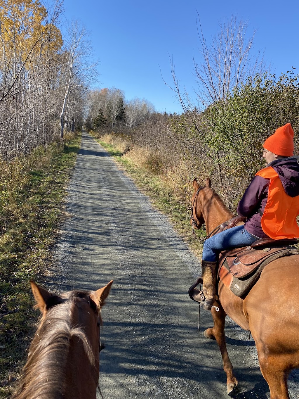TS Performance Horses | 319 Division Rd, Pictou, NS B0K 1H0, Canada | Phone: (902) 301-4252