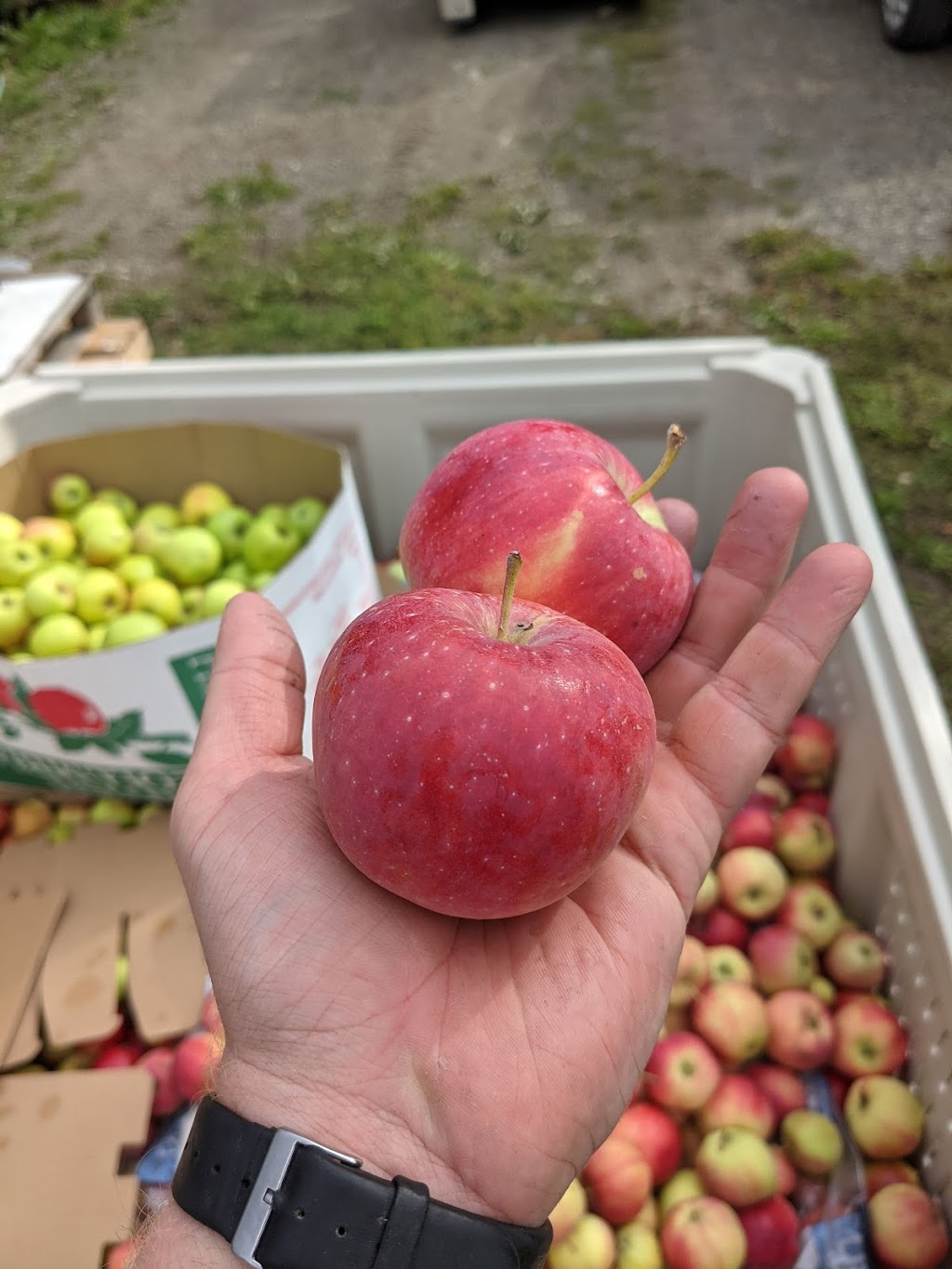 Lillooet Cider Co. | 1881 Highway 99 North, Lillooet, BC V0K 1V0, Canada | Phone: (250) 961-4158