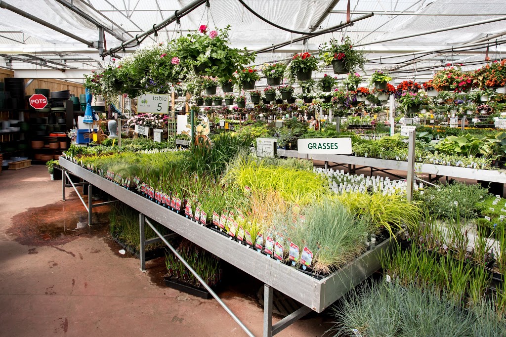 Triple Tree Nurseryland | 20503 Lougheed Hwy, Maple Ridge, BC V2X 2P9, Canada | Phone: (604) 465-9313