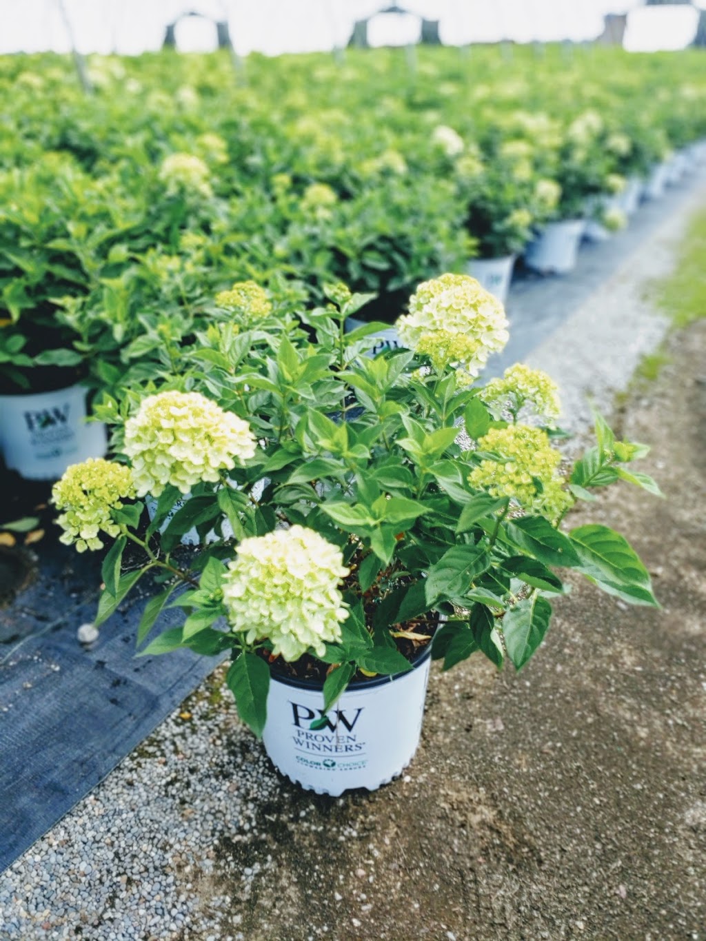 Green Valley Garden Centre | 2025 Talbot Rd, Kingsville, ON N9Y 2E4, Canada | Phone: (519) 326-2341