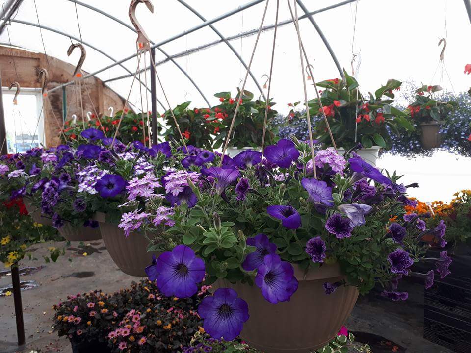 Kennedy garden center and growers of caledon | 13540 KennedyRoad South, Inglewood, ON L7C 2G2, Canada | Phone: (416) 567-7066