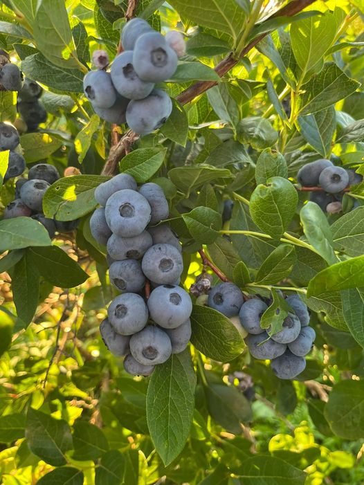 Ranch et Jardins Myké, autocueillette de bleuets et pommes | 414 Chem. des Îles, Pintendre, QC G6C 7M5, Canada | Phone: (418) 839-0207