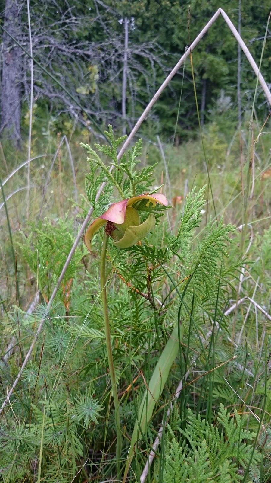 Brokenhead Wetland Interpretive Trail | 1 km south of and 12, 59 Provincial Trunk Hwy 12, Beaconia, MB R0E 0B0, Canada | Phone: (204) 250-4359