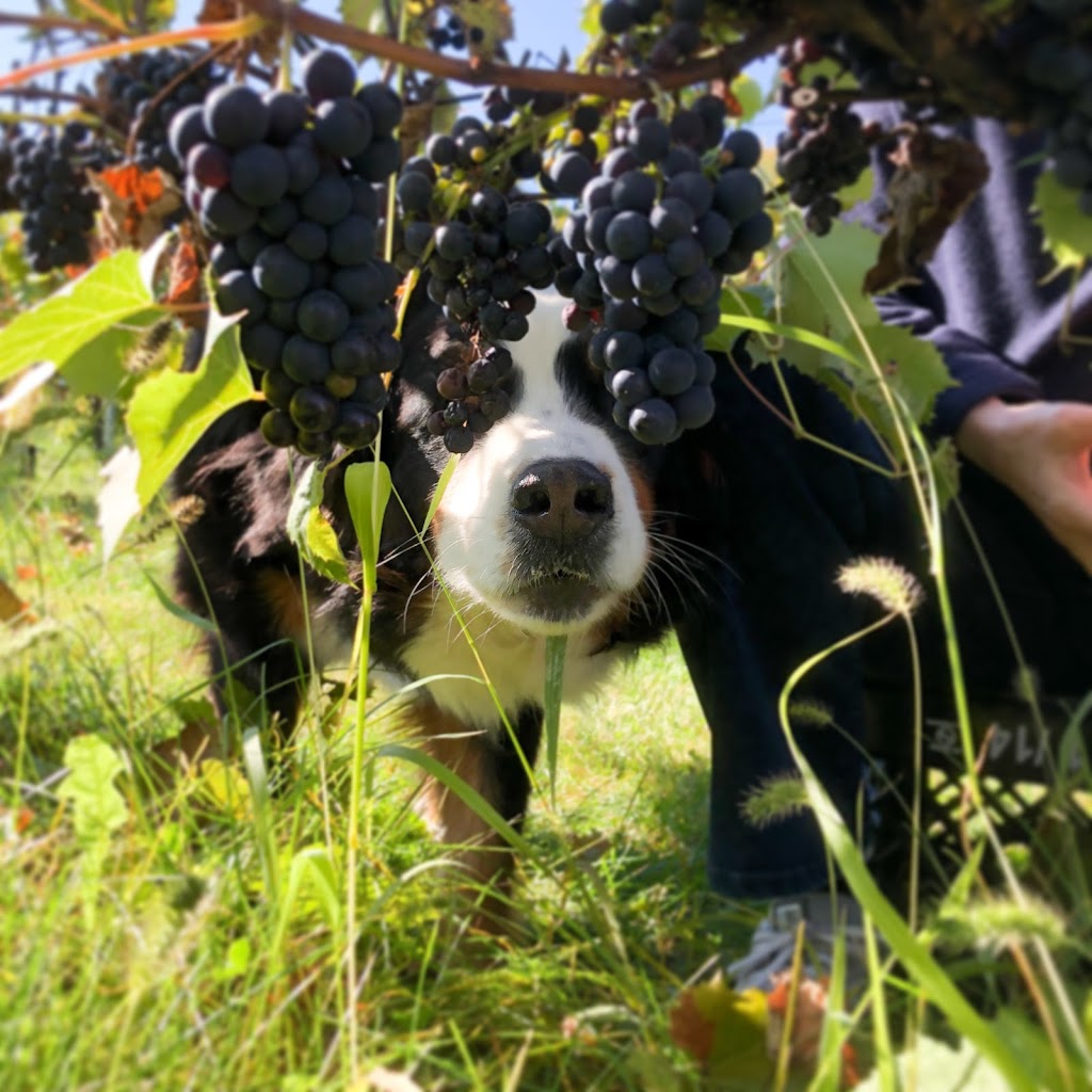 Vignoble Leblanc | 1419 QC-132, Saint-Anicet, QC J0S 1M0, Canada | Phone: (450) 264-4026