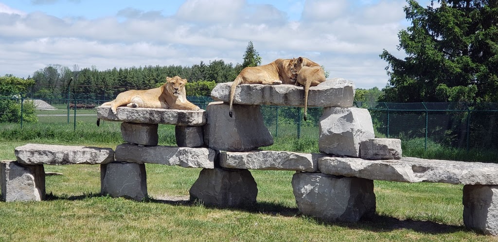 African Lion Safari | 1386 Cooper Rd, Cambridge, ON N1R 5S2, Canada | Phone: (519) 623-2620