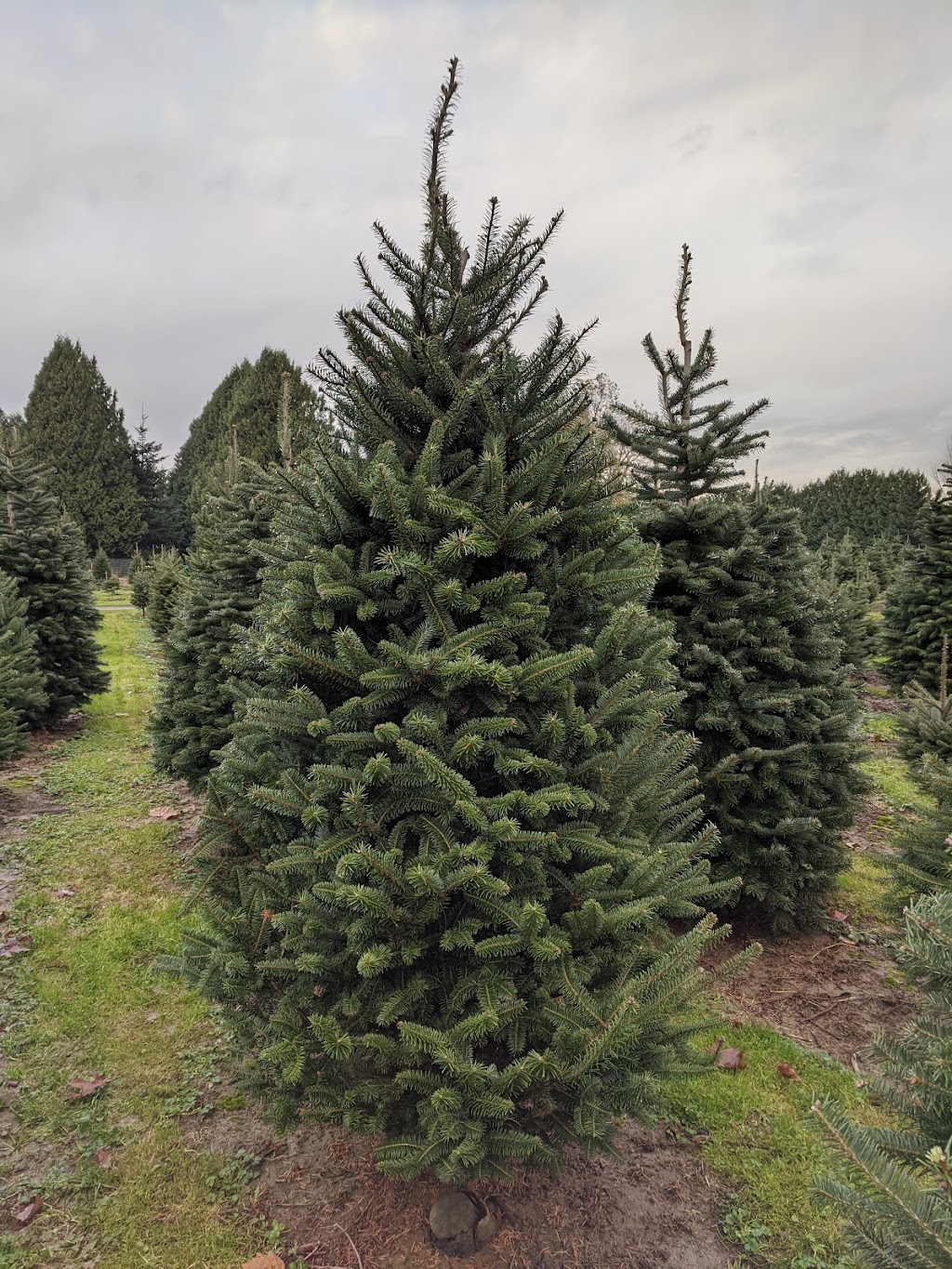 Pine Meadows Tree Farms Ltd. | 47036 Prairie Central Rd, Chilliwack, BC V2P 6H3, Canada | Phone: (604) 793-3090