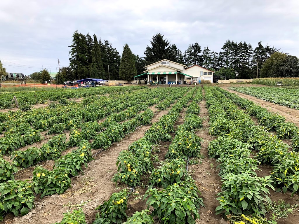 Paprika Farm - U-Pick - Closed Until Next Summer | 4655 96 St, Delta, BC V4K 3N3, Canada | Phone: (604) 599-6618