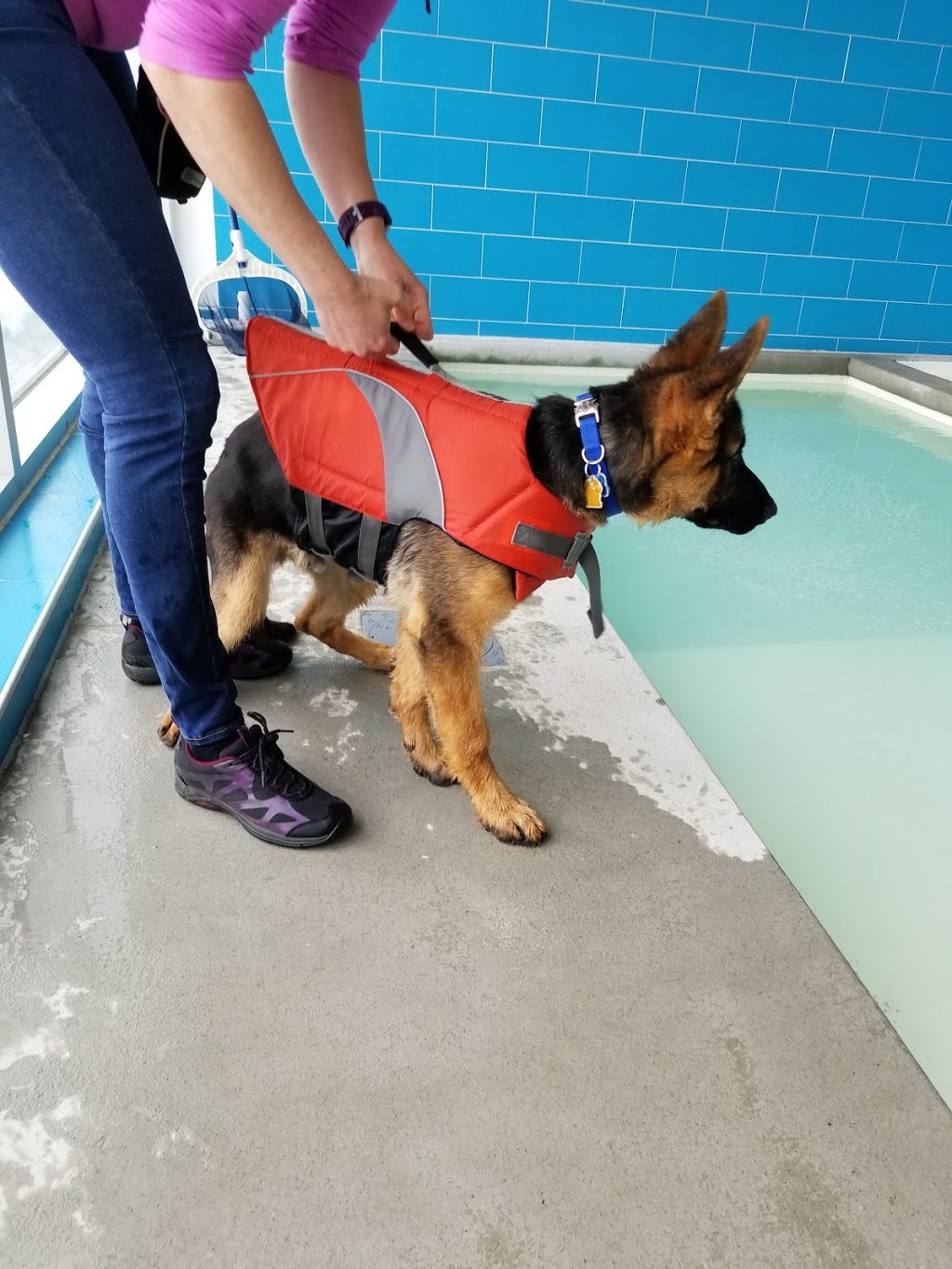 Complexe Animalier Vétérinaire Accès Vet Blainville | 87 Rue Jean-Guyon, Blainville, QC J7C 0K6, Canada | Phone: (450) 433-9303