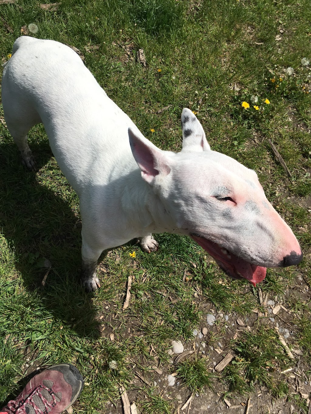 Dogs at Kats | 9404 Danforth Rd E, Cobourg, ON K9A 4J8, Canada | Phone: (905) 396-5287