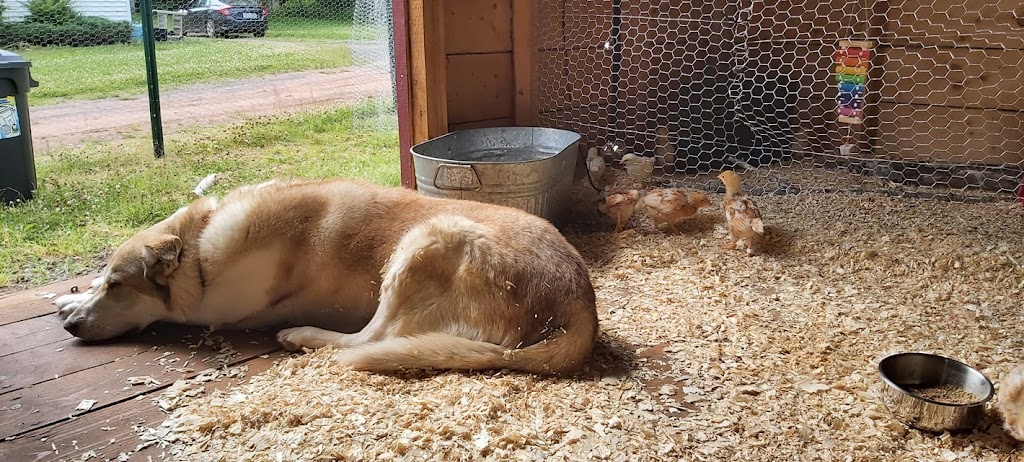 Pleasant Valley Farm | 1634 Pleasant Valley Rd, Murray River, PE C0A 1W0, Canada | Phone: (905) 703-5560