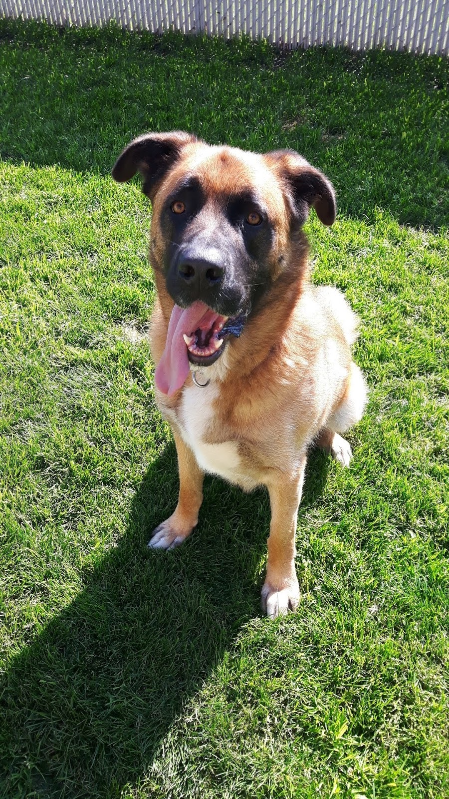 Green Acres Pet Care Centre | 2266 McDermott Rd, Abbotsford, BC V3G 2J7, Canada | Phone: (604) 504-7796