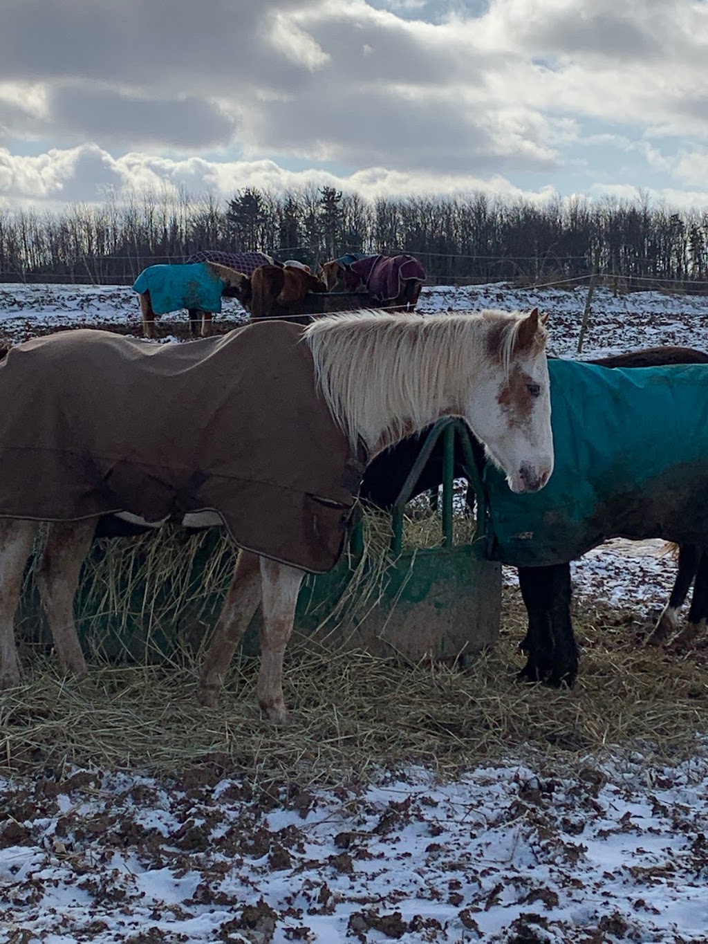 Saorsa Equestrian Centre | 1575 Middle Dyke Rd, Centreville, NS B0P 1J0, Canada | Phone: (902) 698-2500