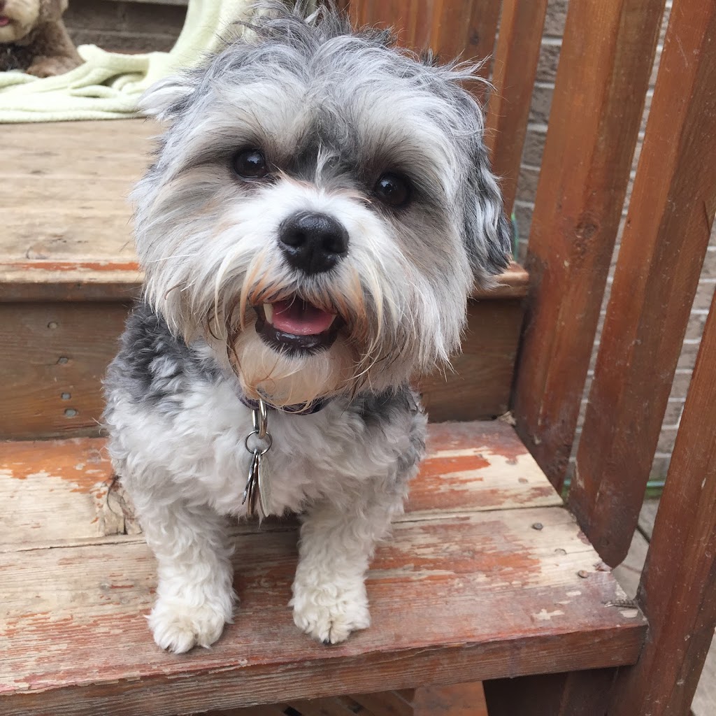 Healthy Houndz Dog Services | 258 Haddington Ave, North York, ON M5M 2P9, Canada | Phone: (416) 450-4235