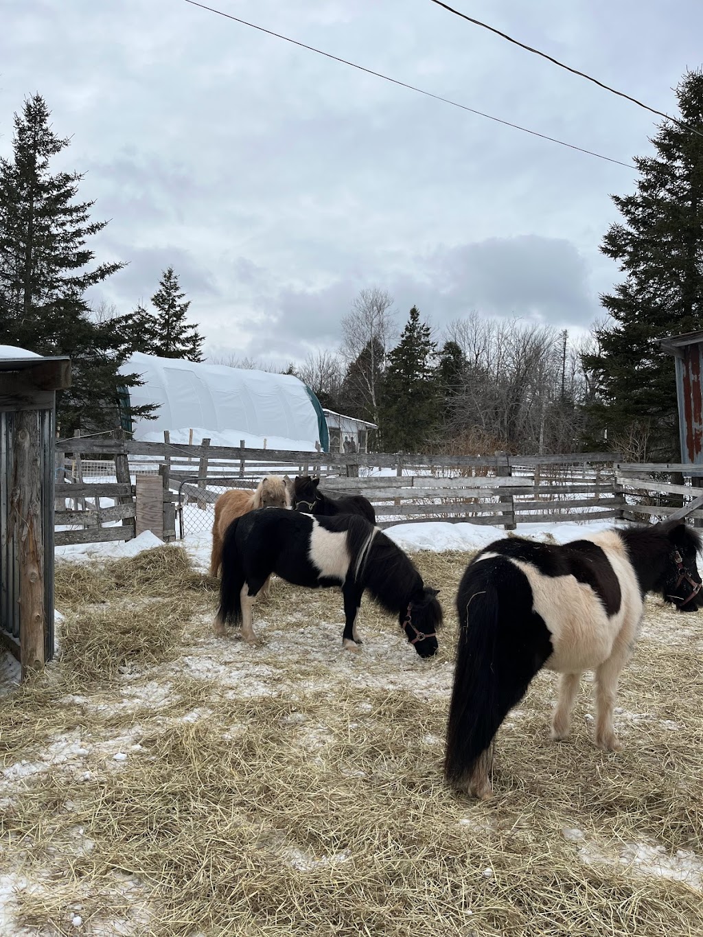 Beloved Miniature Horses | 243 Scotch Settlement Rd, Irishtown, NB E1H 1R2, Canada | Phone: (506) 860-0514