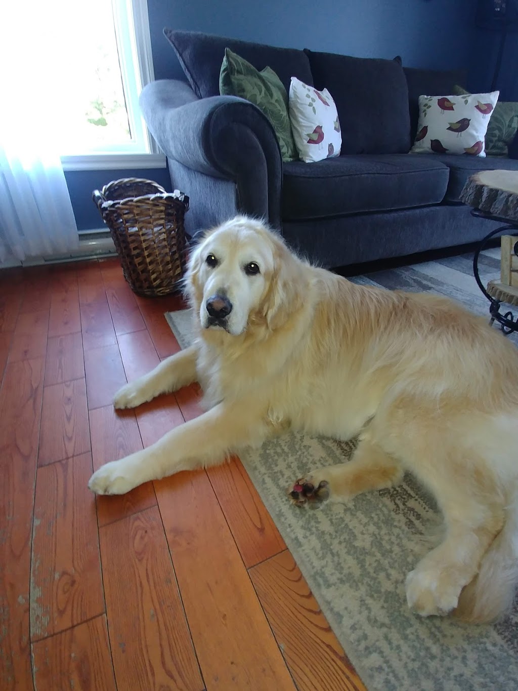 authentique retriever | 121 Rang Vivian, Saint-David, QC J0G 1L0, Canada | Phone: (450) 789-5299