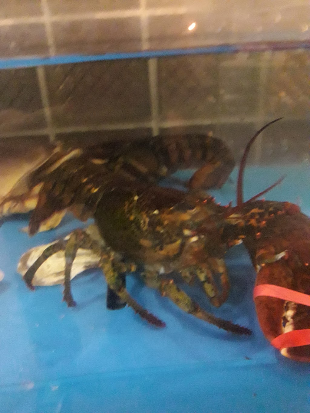 Ocean Village Seafood Restaurant | 20830 Lougheed Hwy, Maple Ridge, BC V2X 2R3, Canada | Phone: (604) 463-3263