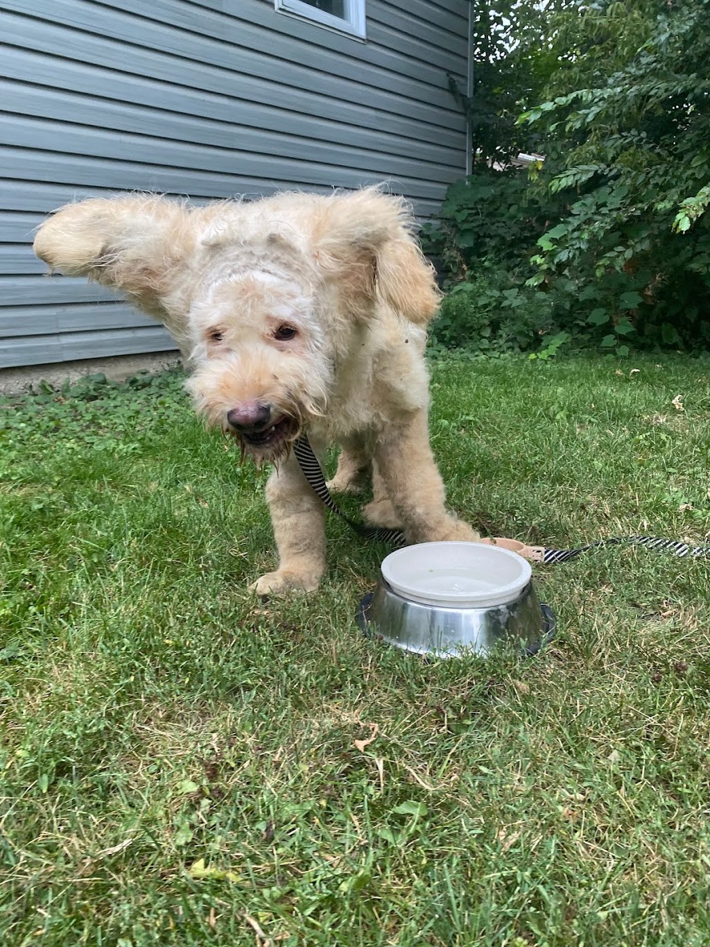 Pour Chien Et Chat Seulement | 8602 Rue Centrale, LaSalle, QC H8P 1N5, Canada | Phone: (514) 364-9614