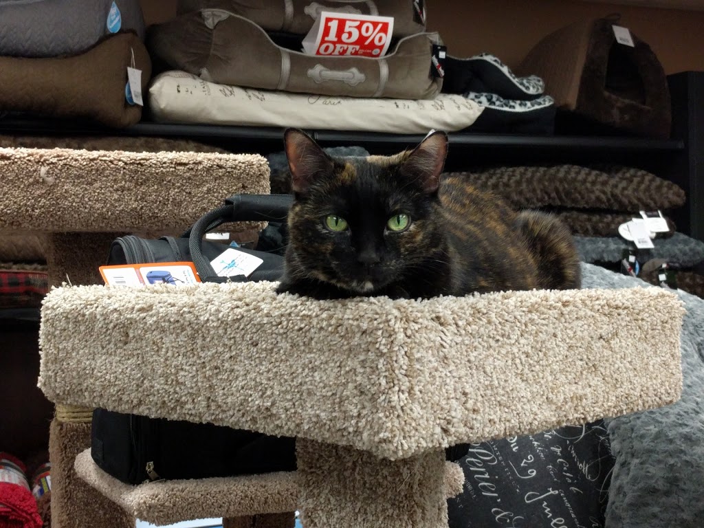 Pet Valu | NORTHDALE SHOPPING CENTRE, 963 Henderson Hwy, Winnipeg, MB R2K 2M3, Canada | Phone: (204) 339-9332