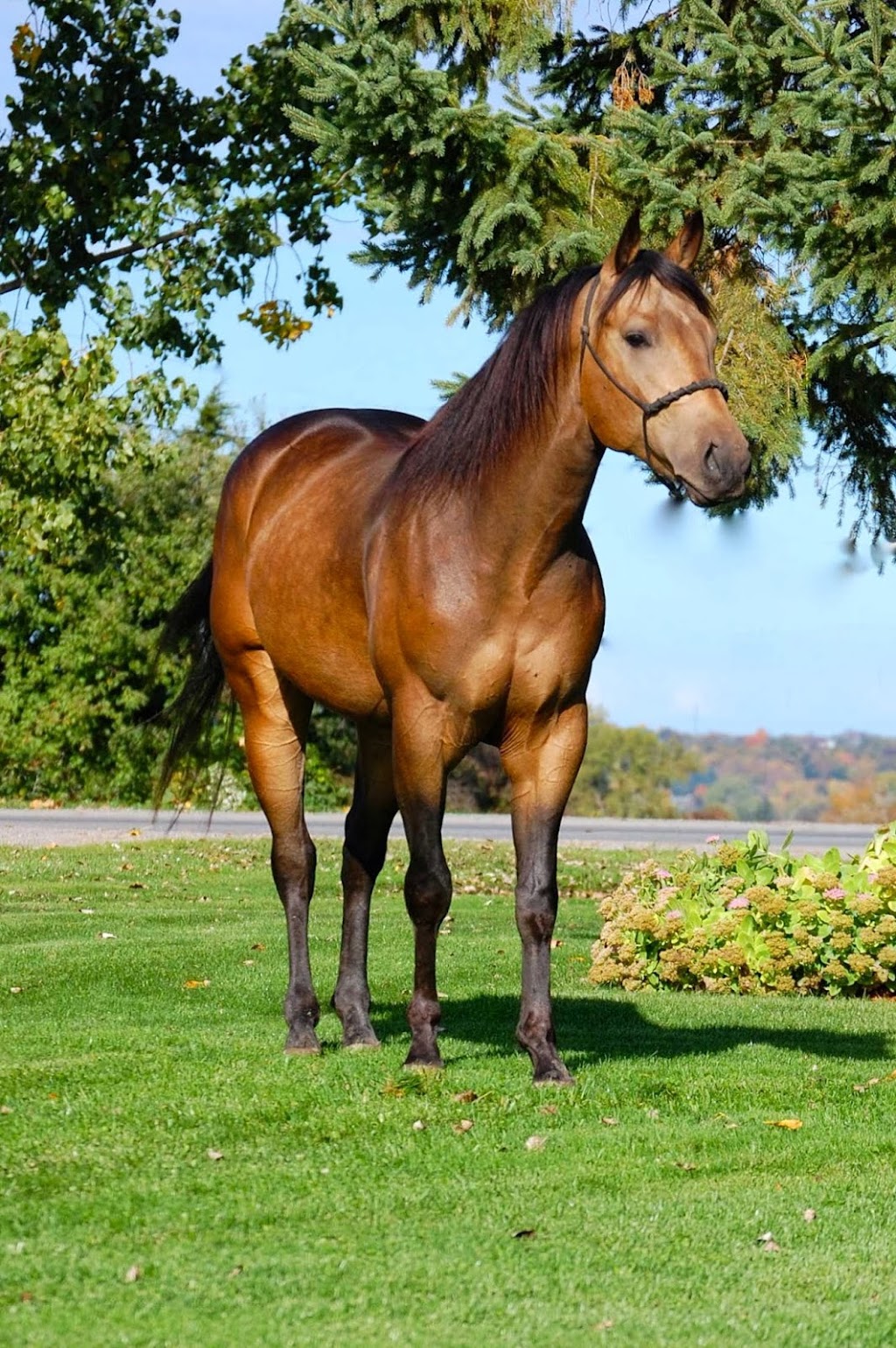 Mack Horse Sales | 220 Third Concession Rd, Greater Napanee, ON K7R 3K7, Canada | Phone: (613) 328-6087